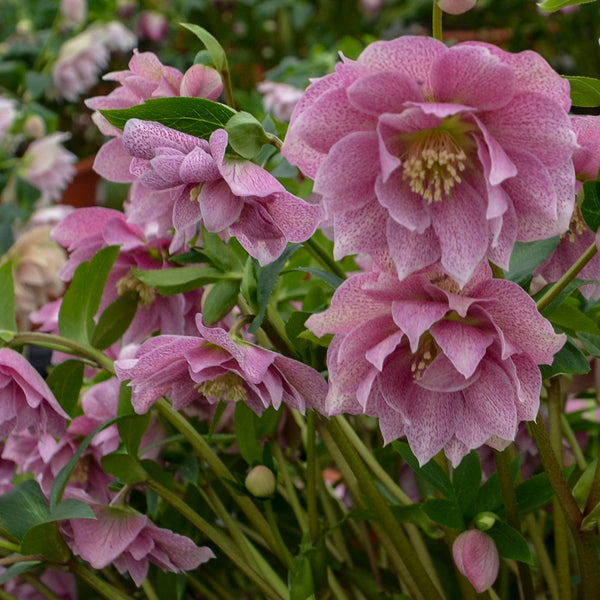 【3本】クロップ#144、238、スタートデザートローズ Helleborus x hybridus 'Wedding Crasher' | Wedding Crasher Lenten Rose