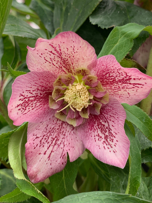 Image of Helleborus x hybridus Winter Delights Anemone taken at Juniper Level Botanic Gdn, NC by C. Hardison