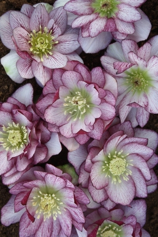 Image of Helleborus x hybridus Winter Delights Double Bicolor taken at Juniper Level Botanic Gdn, NC by JLBG