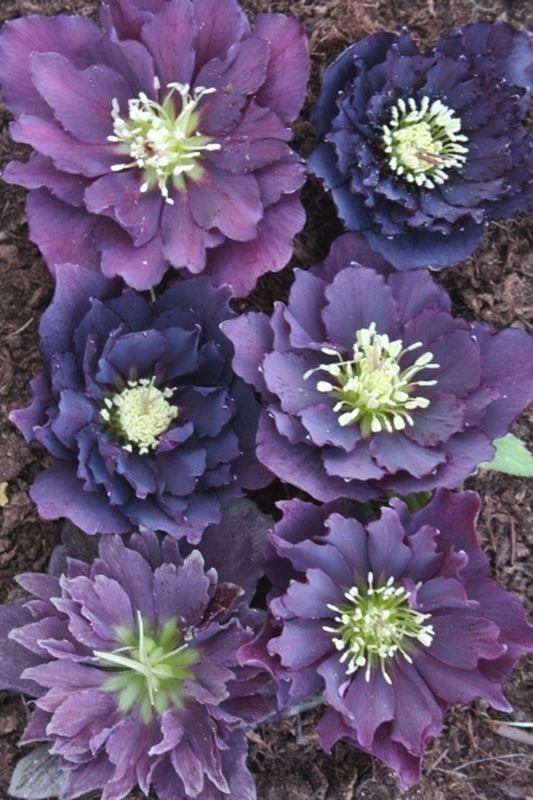 Image of Helleborus x hybridus Winter Delights Double Purple taken at Juniper Level Botanic Gdn, NC by JLBG