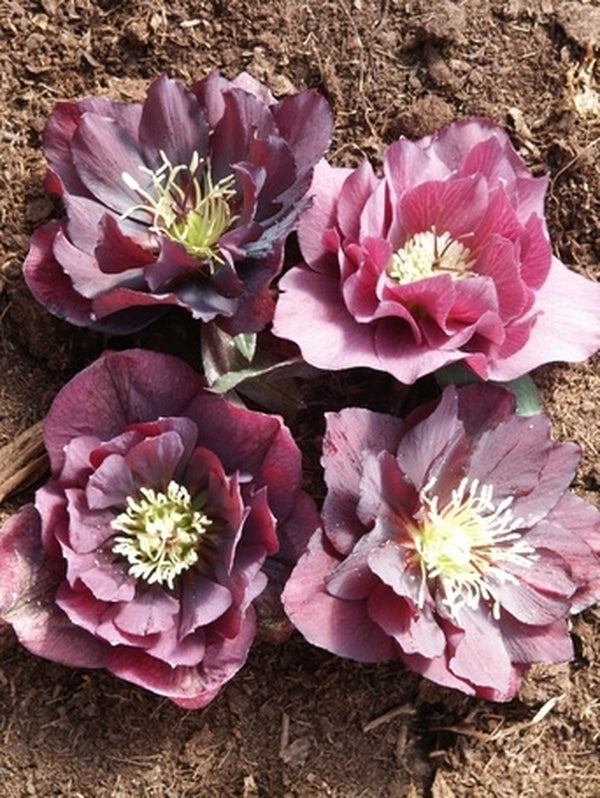 Image of Helleborus x hybridus Winter Delights Double Violet taken at Juniper Level Botanic Gdn, NC by JLBG