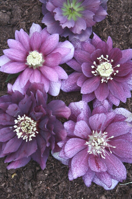 Image of Helleborus x hybridus Winter Delights Double Violet taken at Juniper Level Botanic Gdn, NC by JLBG