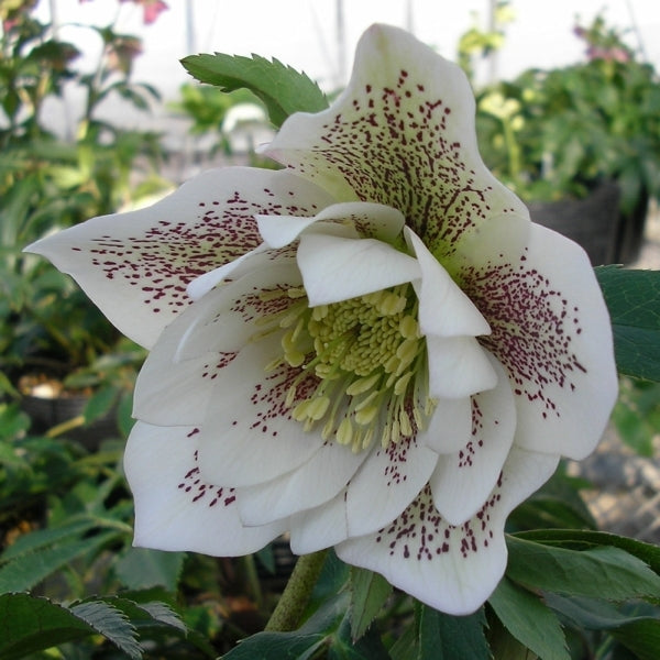 Image of Helleborus x hybridus Winter Delights Double White w/ Red Spots taken at Pine Knot Farms, VA by Pine Knot Farms