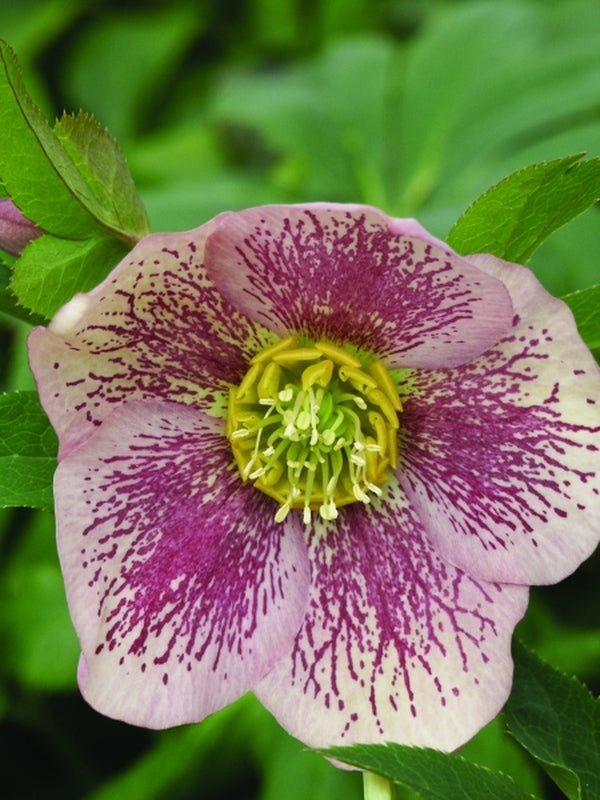 Image of Helleborus x hybridus Winter Delights Pink w/ Red Spots taken at Sauls Road