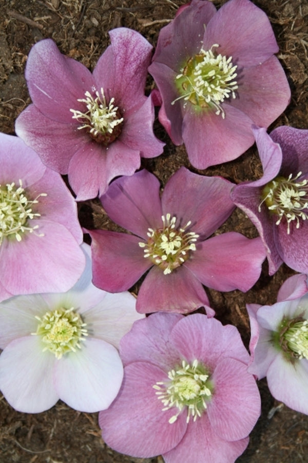 Image of Helleborus x hybridus Winter Delights Pink taken at Juniper Level Botanic Gdn, NC by JLBG