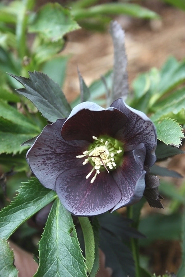 Image of Helleborus x hybridus Winter Delights Purple w/ Spots 1Qt