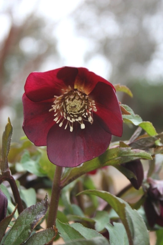 Image of Helleborus x hybridus Winter Delights Red taken at Juniper Level Botanic Gdn, NC by JLBG