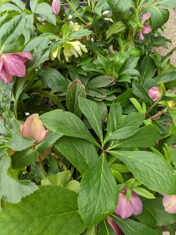 Image of Helleborus x hybridus Winter Delights Special