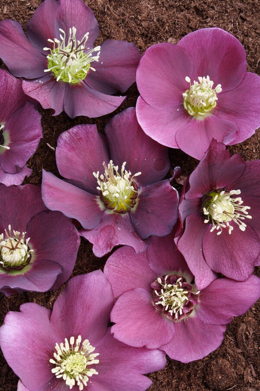 Image of Helleborus x hybridus Winter Delights Violet taken at Juniper Level Botanic Garden, Raleigh NC by JLBG