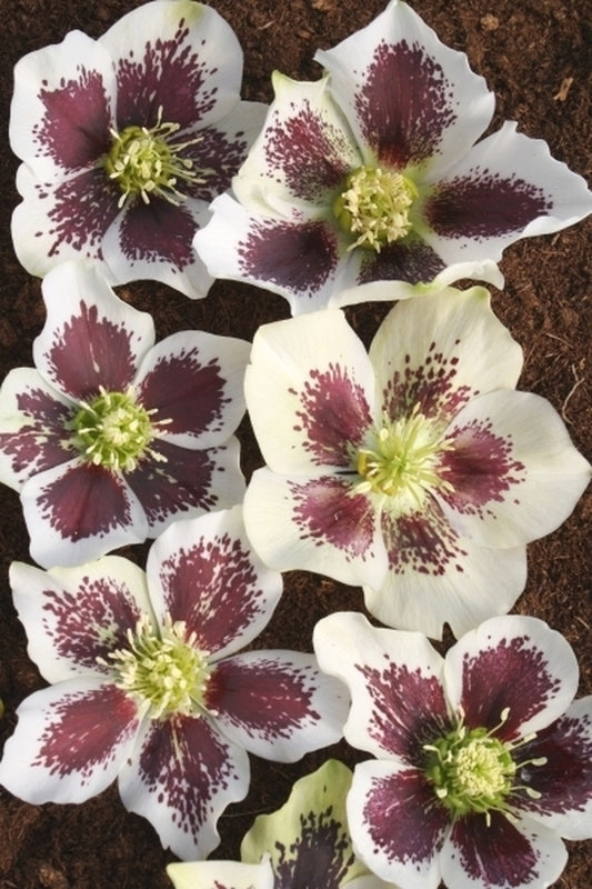 Image of Helleborus x hybridus Winter Delights White w/ Purple Blotch taken at Juniper Level Botanic Gdn, NC by JLBG