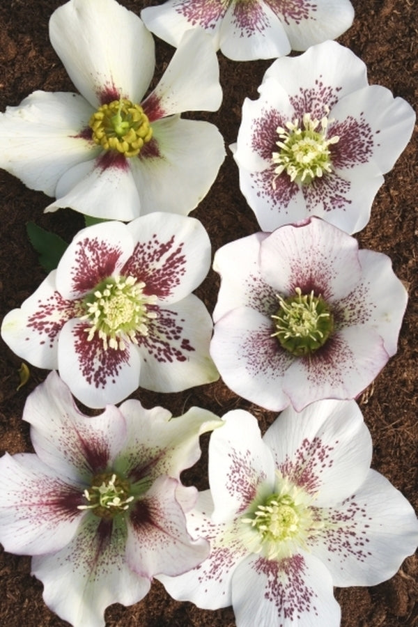 Helleborus x hybridus Winter Delights White w/ Red Spots | White w