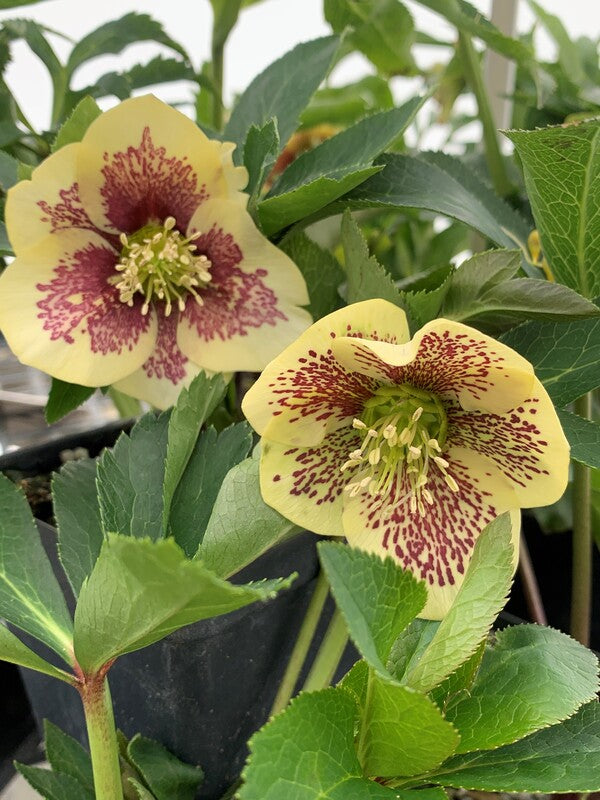 Image of Helleborus x hybridus 'Winter Delights Yellow w/ Blotch' taken at Juniper Level Botanic Gdn, NC by C. Hardison