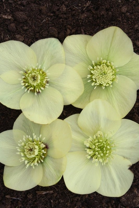 Image of Helleborus x hybridus Winter Delights Yellow taken at Juniper Level Botanic Gdn, NC by JLBG