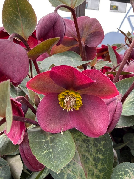 Image of Helleborus x iburgensis 'Anna's Red' PP 24,720