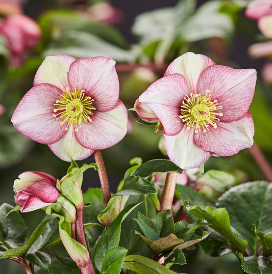 Image of Helleborus x iburgensis 'Carlotta' PPAF by Heuger Gartenbaubetriebe