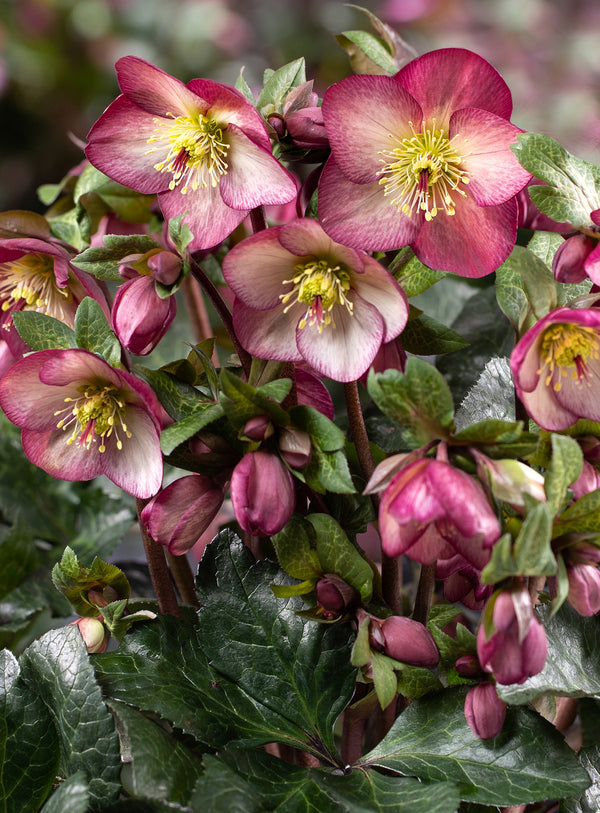 Image of Helleborus x iburgensis 'Ice n' Roses Mary Marble' by Heuger Gartenbaubetriebe