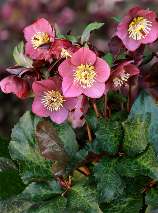 Image of Helleborus x iburgensis 'Ice n' Roses Megan Marble' PPAF taken at Heuger, Germany by Heuger Gartenbaubetriebe