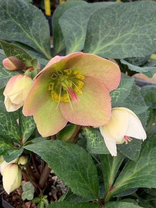 Image of Helleborus x iburgensis 'Ice n' Roses Mia Marble' PPAF taken at Juniper Level Botanic Gdn, NC by C. Hardison