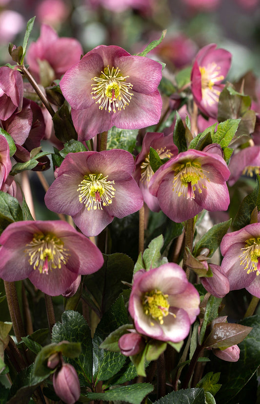 Image of Helleborus x iburgensis 'Ice n' Roses Mindy Marble' PPAF by Heuger Gartenbaubetriebe
