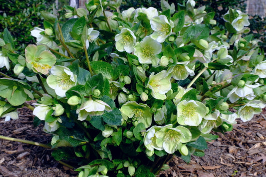 Image of Helleborus x iburgensis 'Molly's White' PP 25,685 taken at Juniper Level Botanic Gdn, NC by JLBG