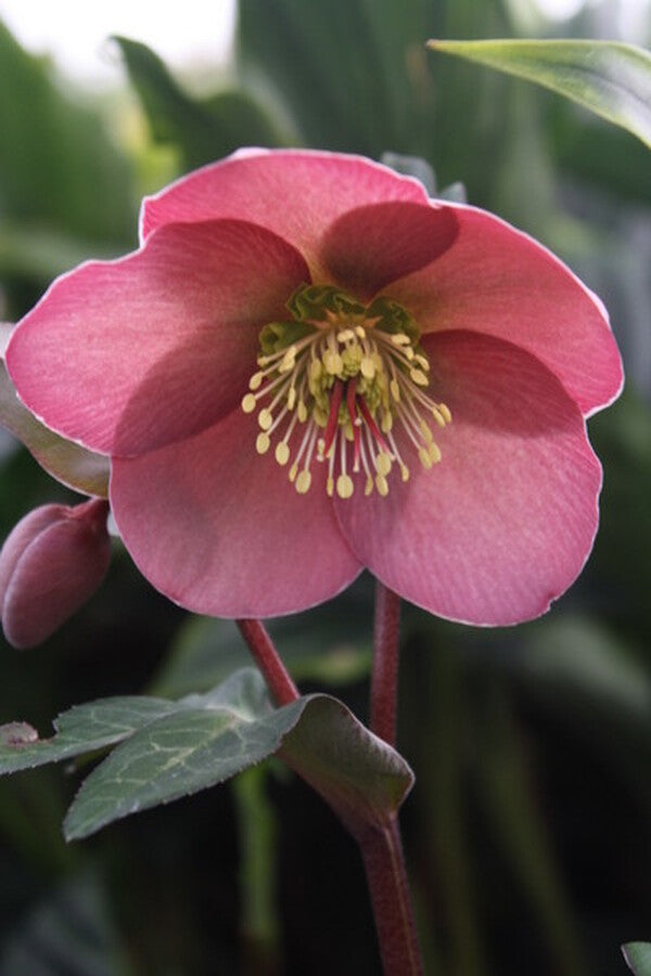 Image of Helleborus x iburgensis 'Penny's Pink' PP 24,149 taken at Juniper Level Botanic Gdn, NC by JLBG
