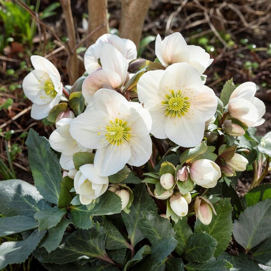 Image of Helleborus x lemperii 'Frosty' PPAF by Heuger Gartenbaubetriebe