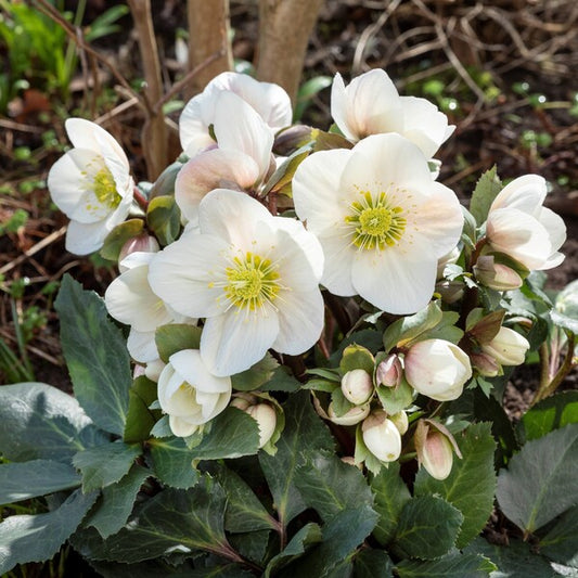 Image of Helleborus x lemperii 'Frosty' PPAF by Heuger Gartenbaubetriebe