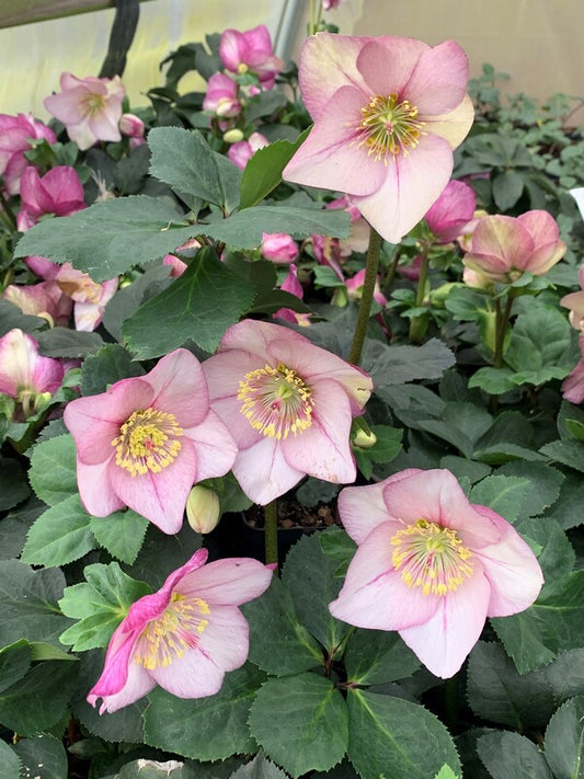 Image of Helleborus x lemperii 'Liara' taken at Juniper Level Botanic Gdn, NC by C. Hardison