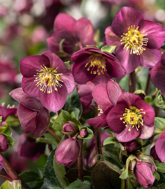 Image of Helleborus x lemperii 'Ruby' PPAF by Heuger Gartenbaubetriebe