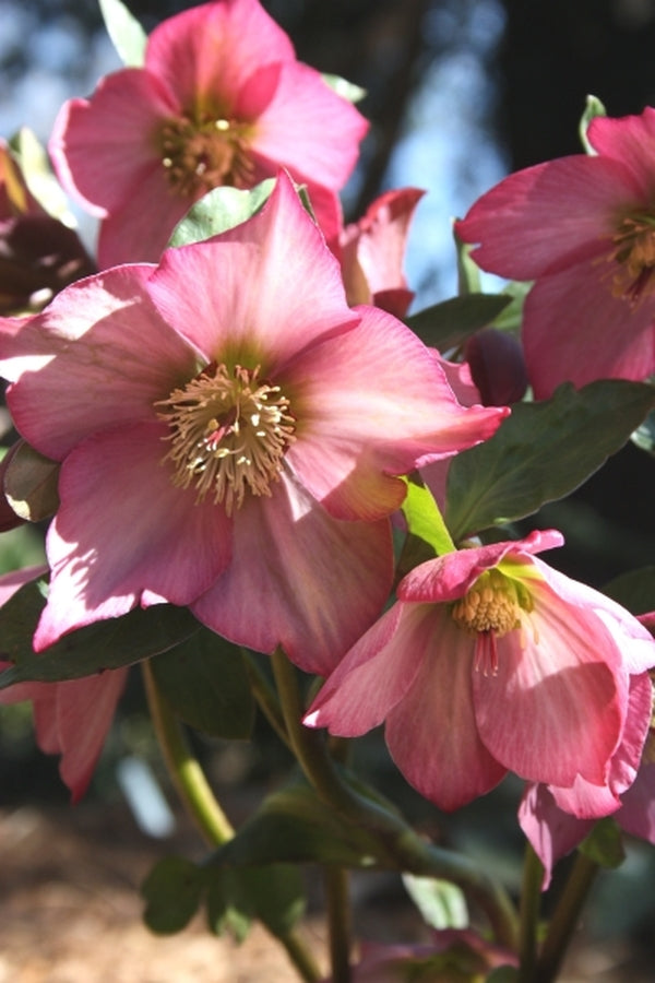 Image of Helleborus x lemperii 'Walberton's Rosemary' PP 19,439 taken at Juniper Level Botanic Gdn, NC by JLBG