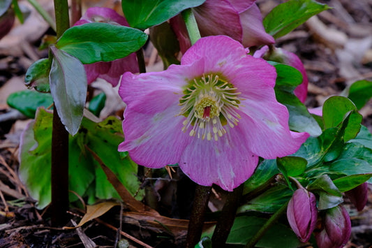 Image of Helleborus x lemperii 'Walberton's Rosemary' PP 19,439 taken at Juniper Level Botanic Gdn, NC