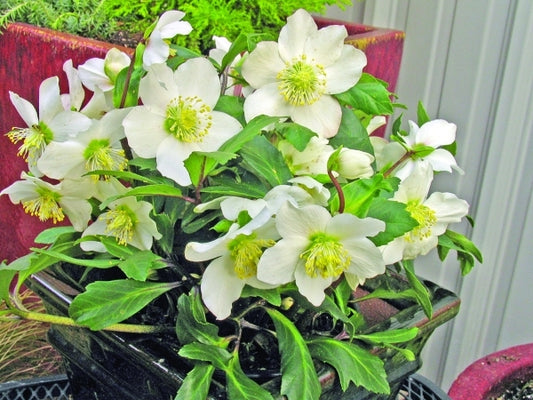 Image of Helleborus niger 'HGC Jacob' PP 17,799 taken at Skagit Gdns, WA by Skagit Gardens