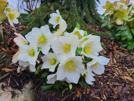 Image of Helleborus niger 'Mont Blanc' taken at Juniper Level Botanic Gdn, NC by JLBG