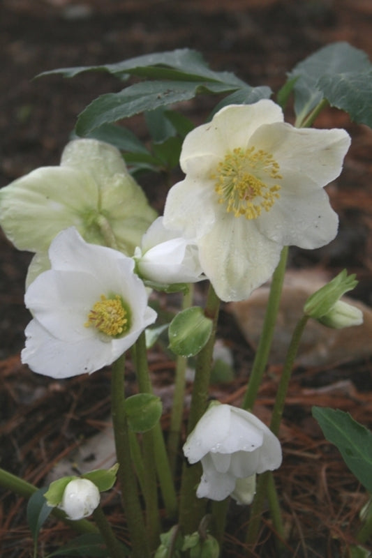 Image of Helleborus niger 'Nell Lewis' taken at Juniper Level Botanic Gdn, NC by JLBG