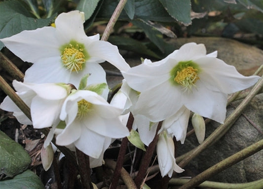 Image of Helleborus niger 'Tabby' taken at Juniper Level Botanic Gdn, NC by JLBG