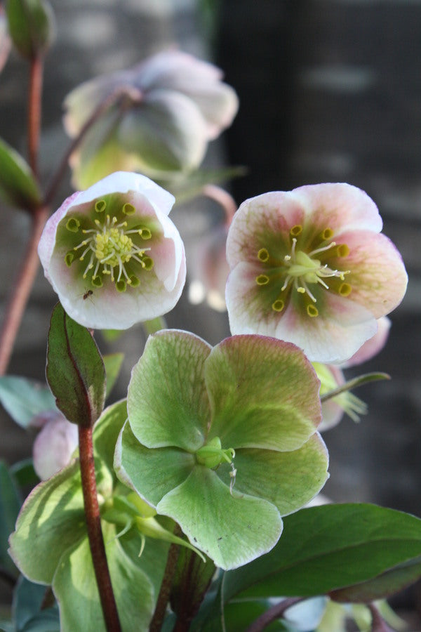 Image of Helleborus x sahinii 'Winterbells' PP 24,434 taken at Juniper Level Botanic Garden, Raleigh NC by JLBG
