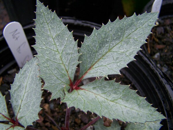 Image of Helleborus x sternii taken at Juniper Level Botanic Gdn, NC by JLBG