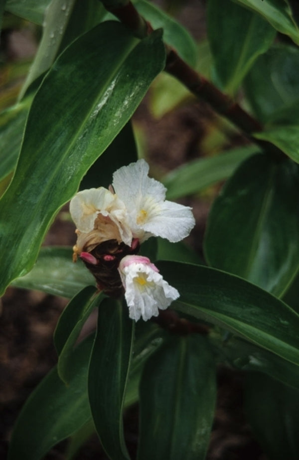 Image of Hellenia speciosa taken at Juniper Level Botanic Gdn, NC by JLBG