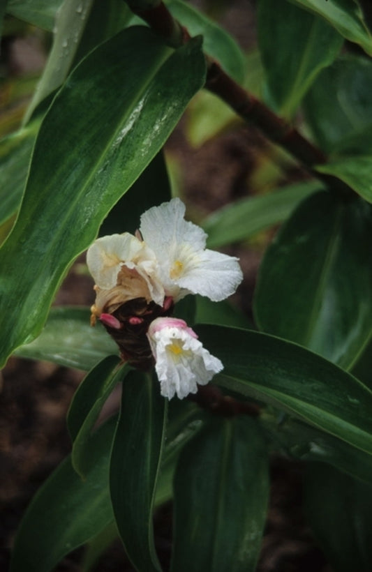 Image of Hellenia speciosa taken at Juniper Level Botanic Gdn, NC by JLBG