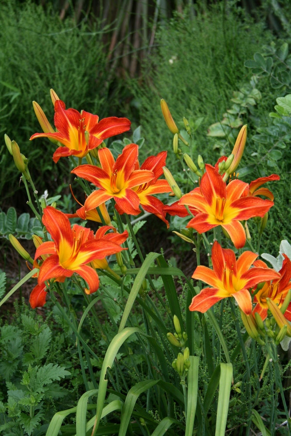 Hemerocallis August Flame