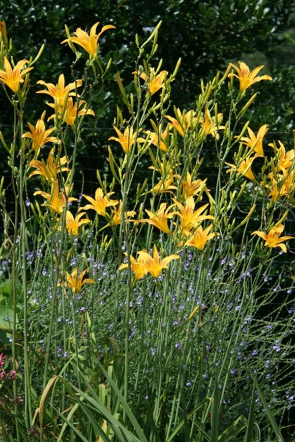 Image of Hemerocallis 'Autumn Minaret' taken at Juniper Level Botanic Gdn, NC by JLBG