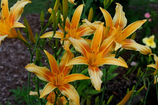 Image of Hemerocallis 'Autumn Minaret' taken at Juniper Level Botanic Gdn, NC by JLBG