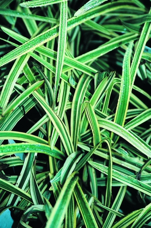 Image of Hemerocallis 'Malja' taken at Wayside Gdn, SC