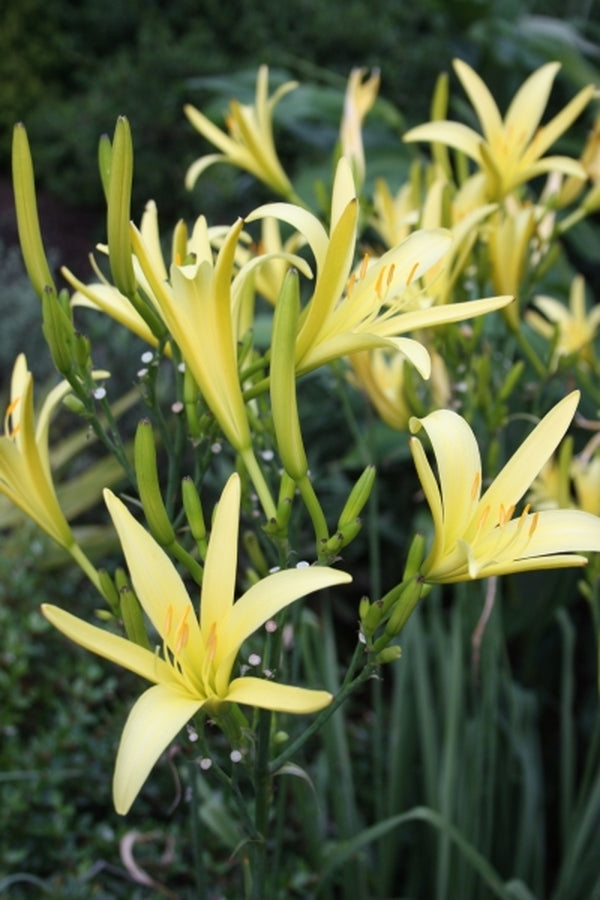 Hemerocallis citrina 'Yao Ming'