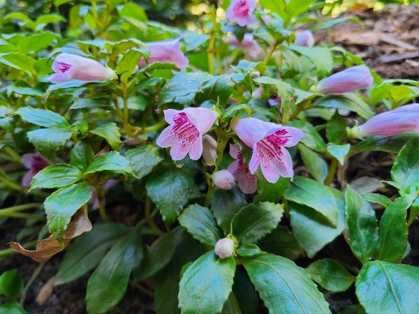 Image of Hemiboea strigosa taken at Juniper Level Botanic Gdn, NC by JLBG