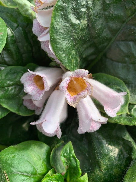 Image of Hemiboea subacaulis var. jiangxiensis 'Jiangxi Bells' taken at Juniper Level Botanic Gdn, NC by JLBG