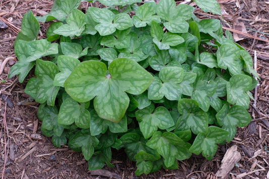 Image of Hepatica acutiloba 'Monroe Shocks' taken at Juniper Level Botanic Gdn, NC by JLBG