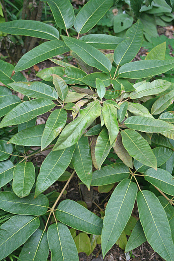 Image of Heptapleurum delavayi taken at Juniper Level Botanic Gdn, NC by JLBG