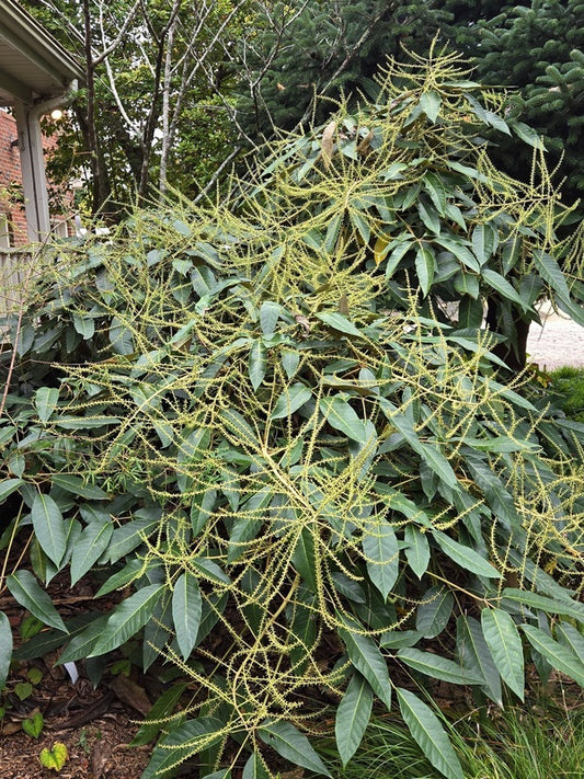 Image of Heptapleurum delavayi taken at Juniper Level Botanic Gdn, NC by JLBG