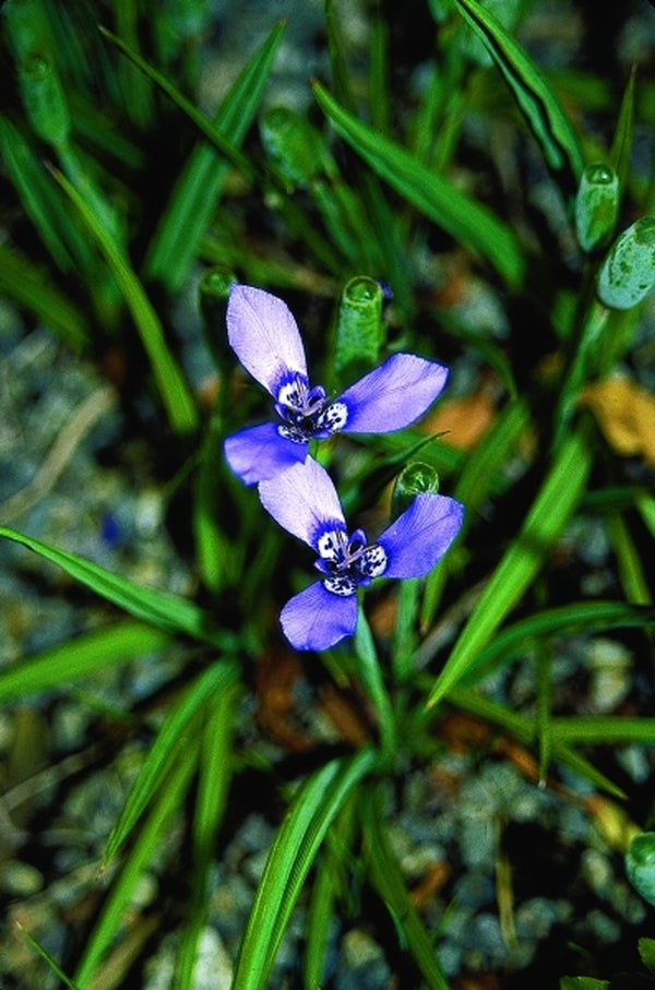 Image of Herbertia lahue ssp. lahue taken at Juniper Level Botanic Gdn, NC by JLBG